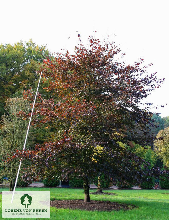 Fagus sylvatica 'Swat Magret'