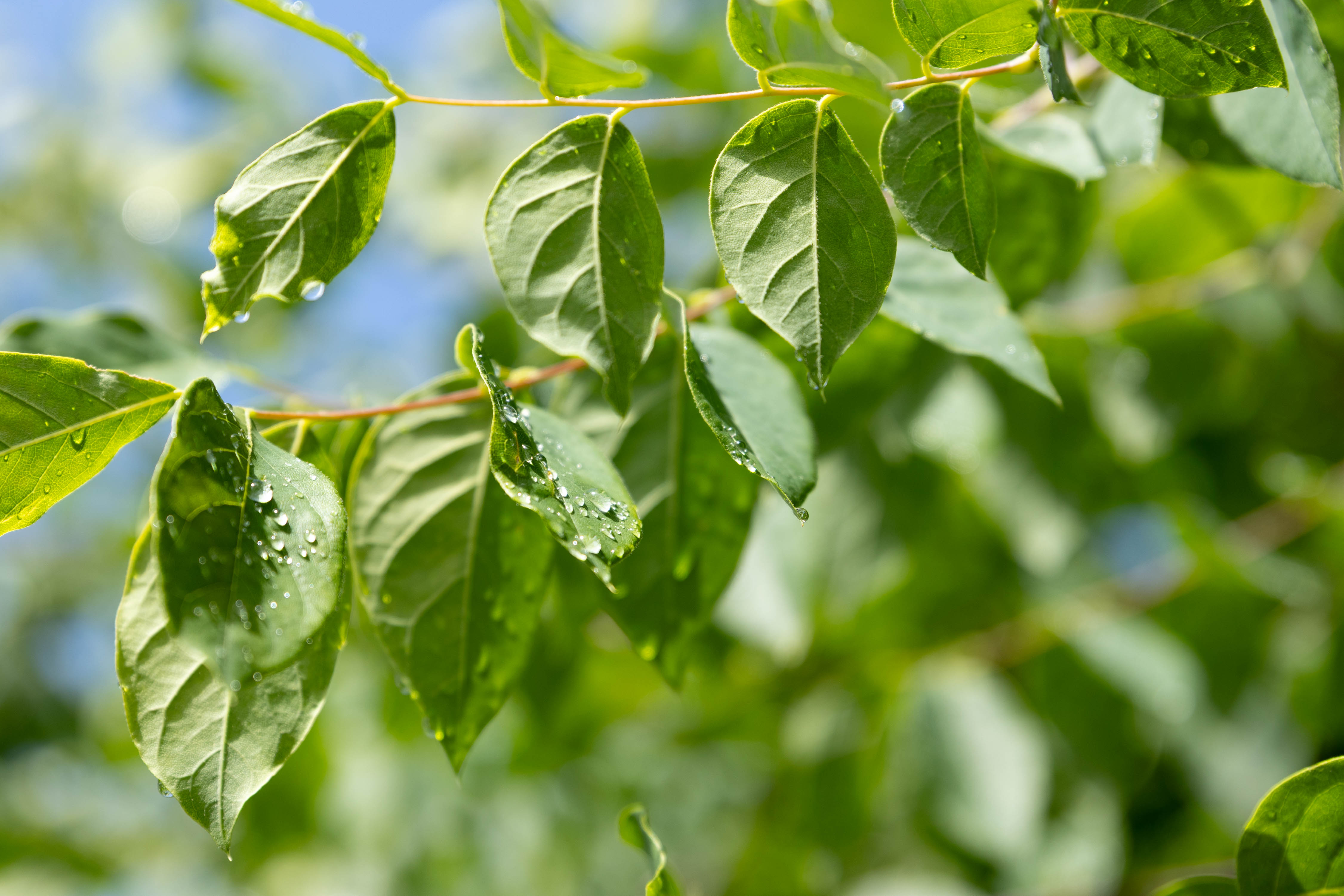  Detailaufnahme von glänzenden, grünen Blättern an einem Zweig, auf denen Tautropfen liegen.