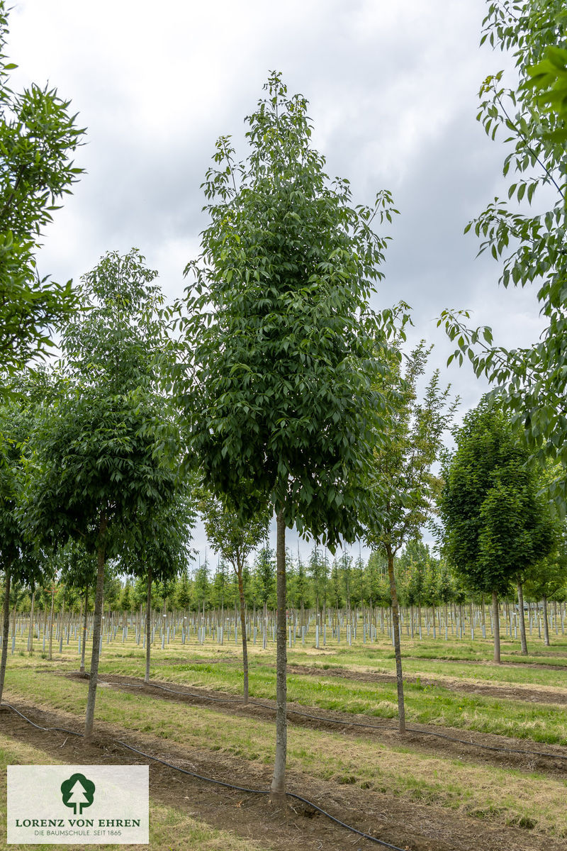 Fraxinus americana 'Skyline'