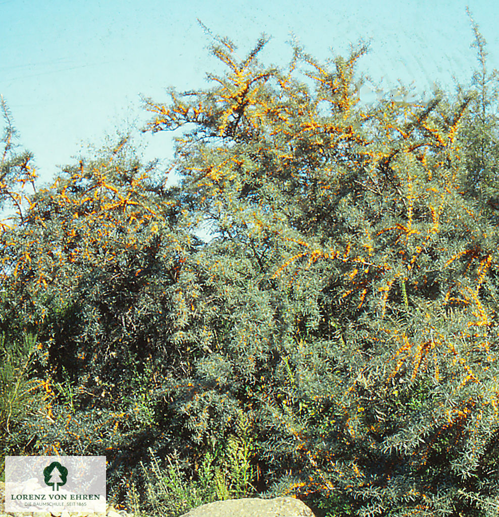 Hippophae rhamnoides 'Dorana'