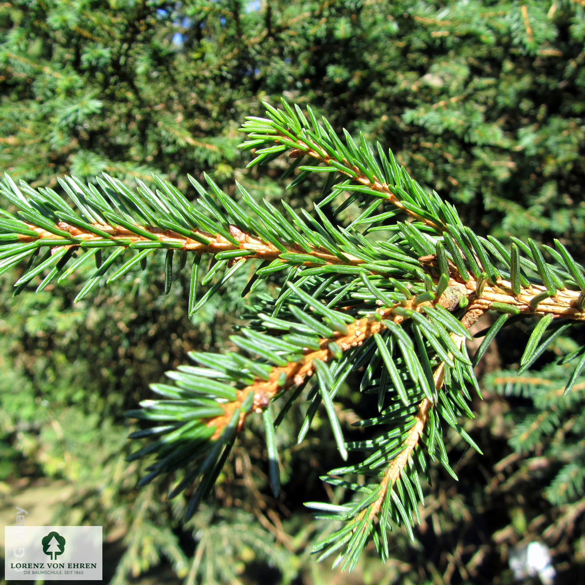 Picea abies 'Pygmaea'