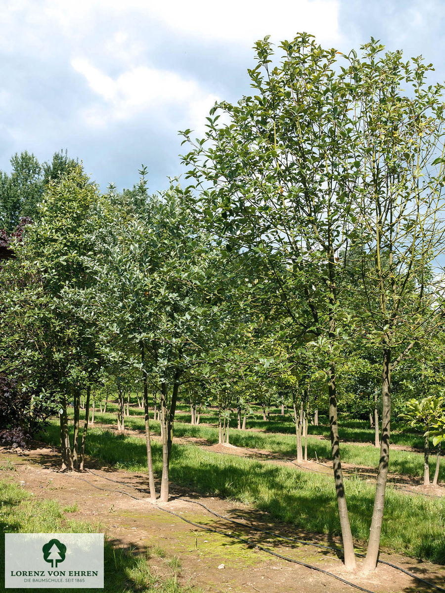 Sorbus aria