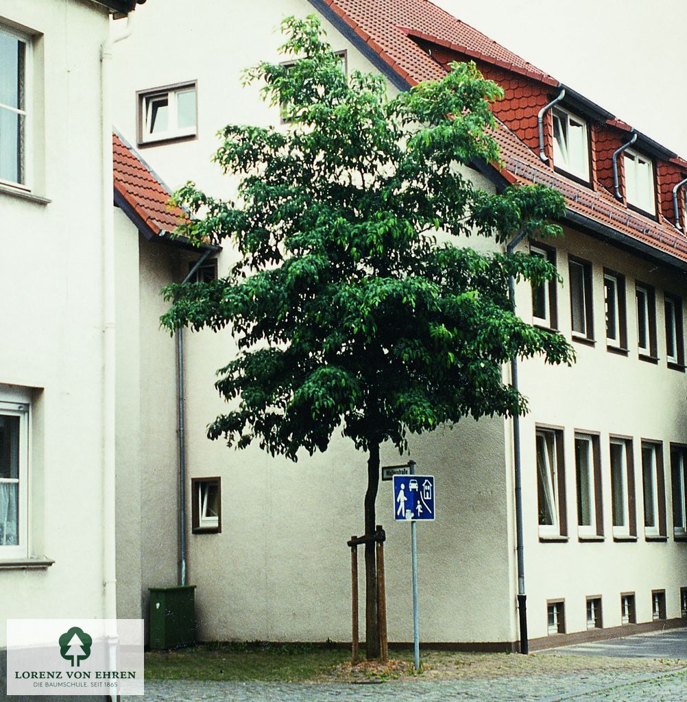 Robinia pseudoacacia 'Sandraudiga'