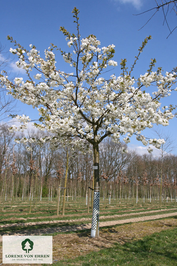 Prunus serrulata 'Shirotae'