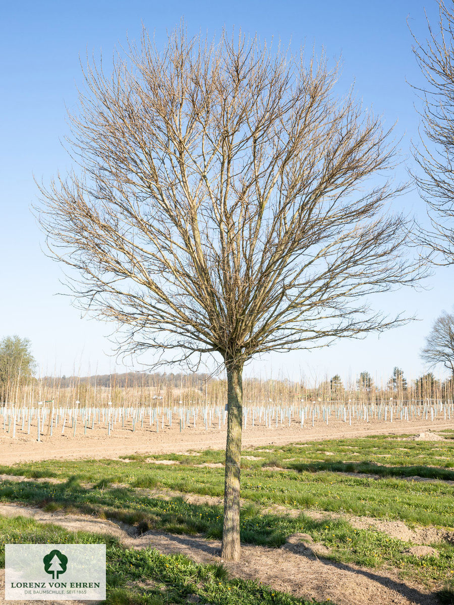 Robinia pseudoacacia 'Umbraculifera'