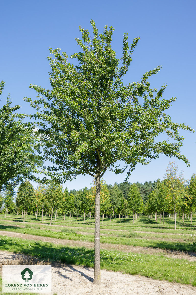 Pyrus communis 'Beech Hill'