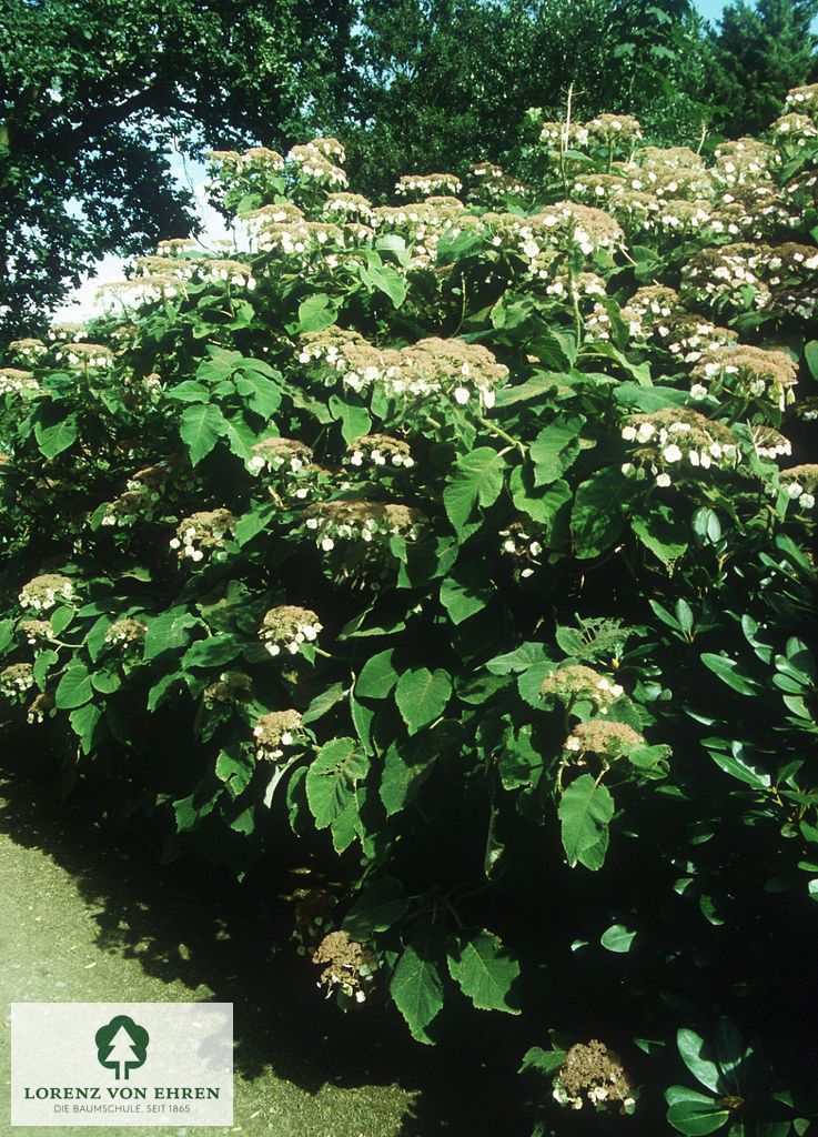 Hydrangea sargentiana