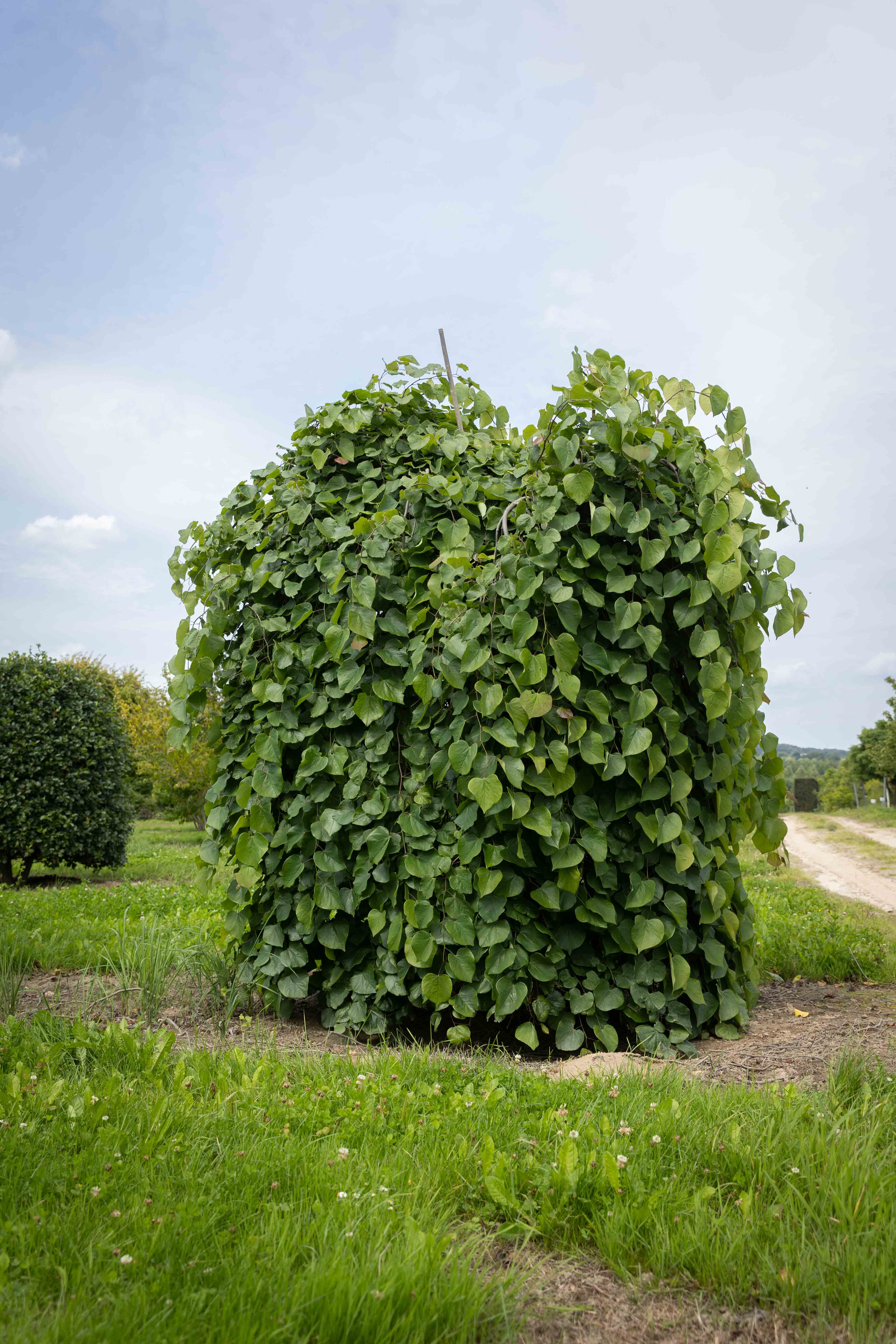 Hängender Judasbaum