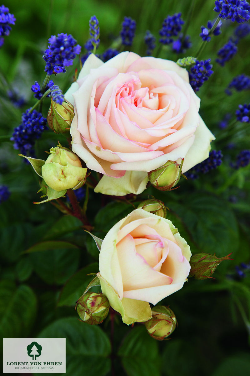 Rosa 'Madame Anisette'
