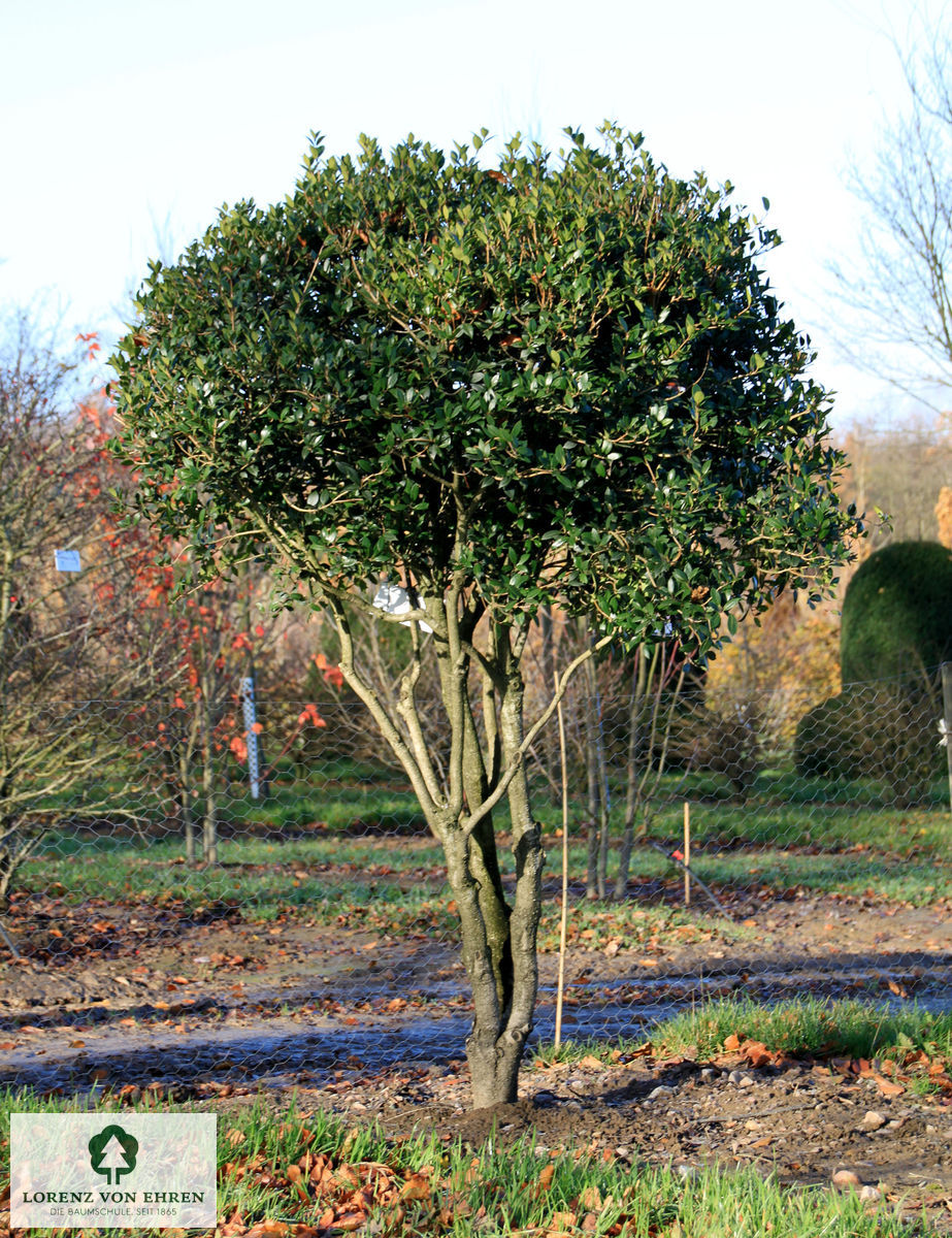 Osmanthus heterophyllus