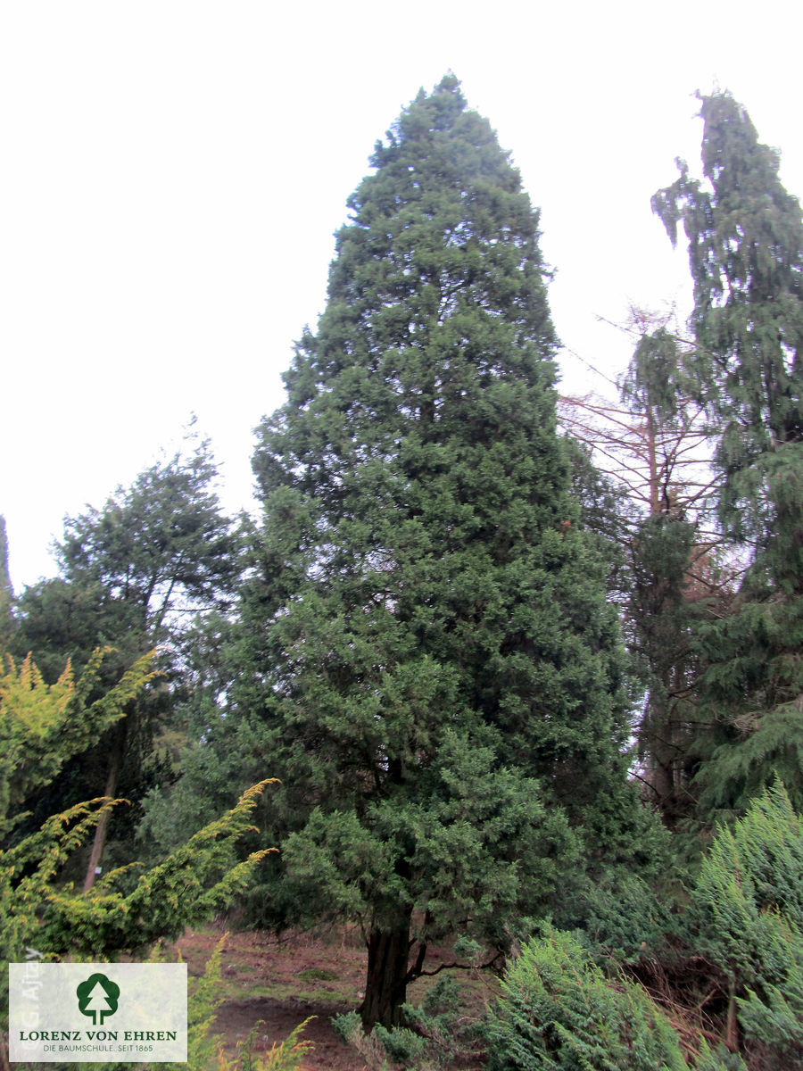 Juniperus chinensis 'Keteleeri'