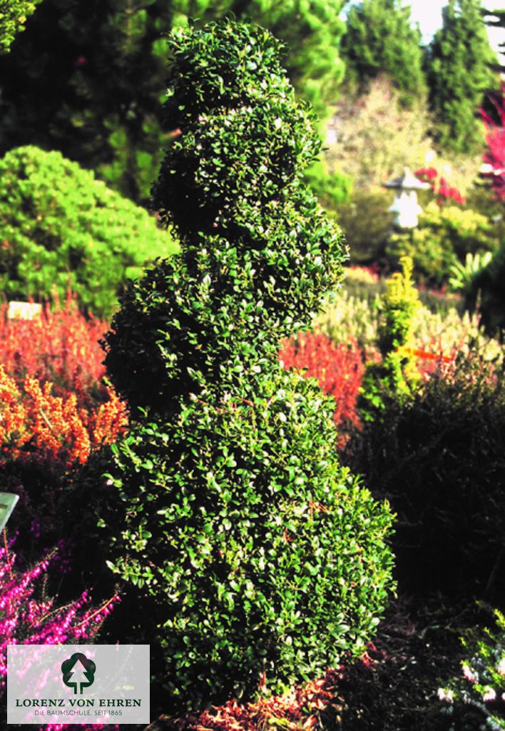 Buxus sempervirens 'Suffruticosa'