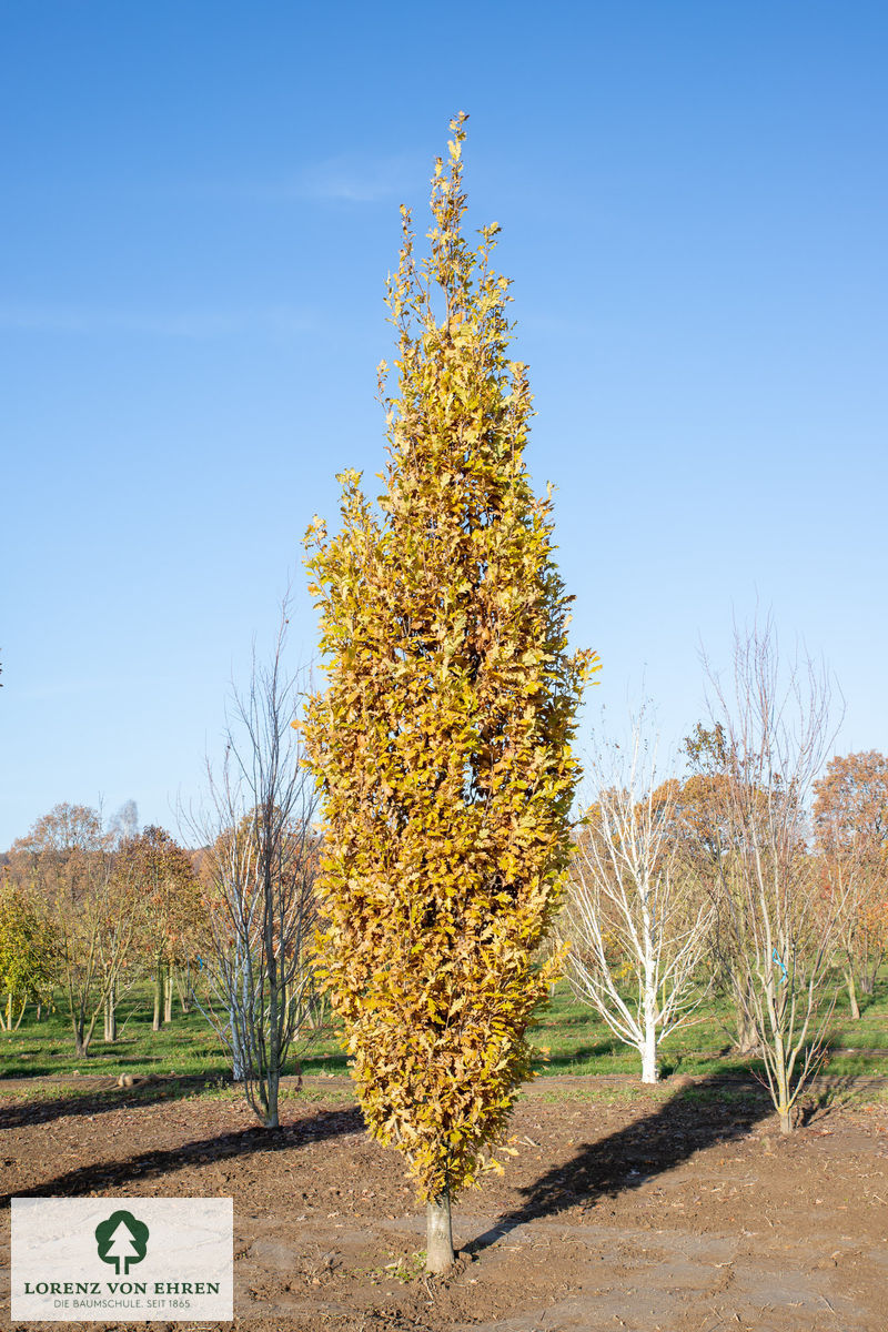 Quercus robur 'Fastigiata'