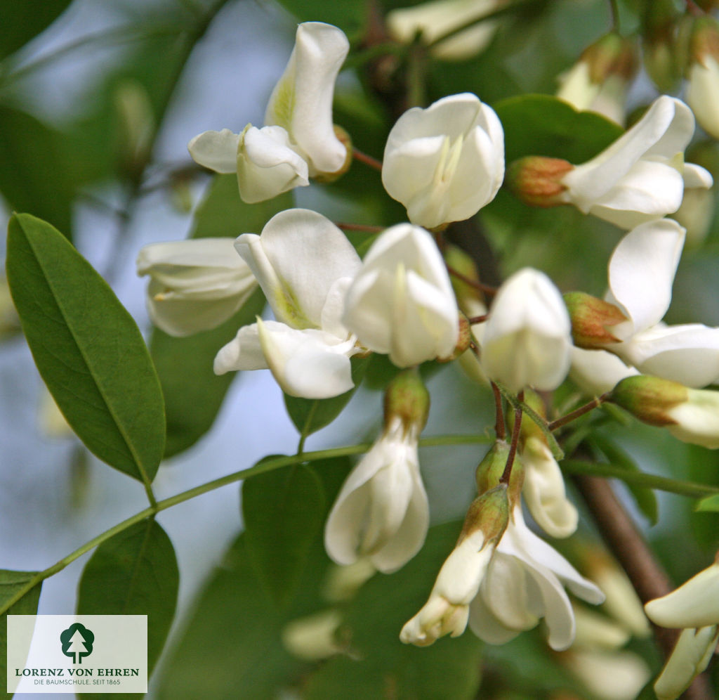 Robinia pseudoacacia 'Unifolia'