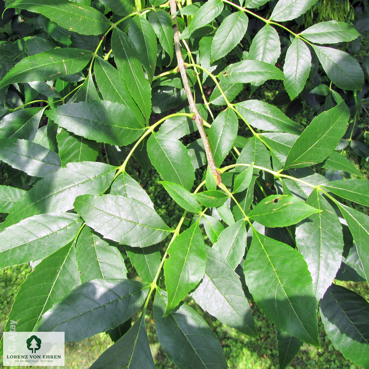 Fraxinus pennsylvanica