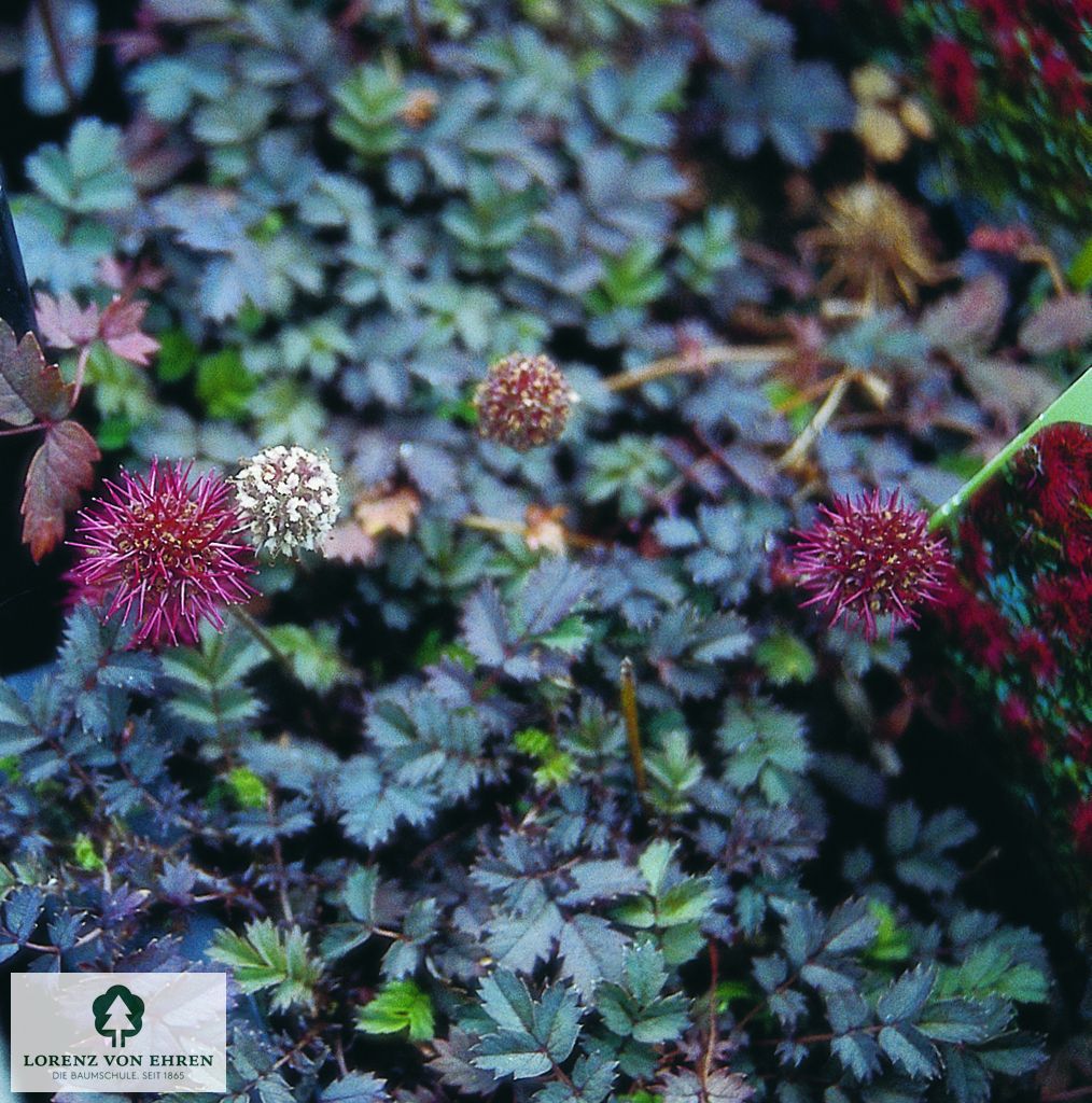 Acaena microphylla 'Kupferteppich'