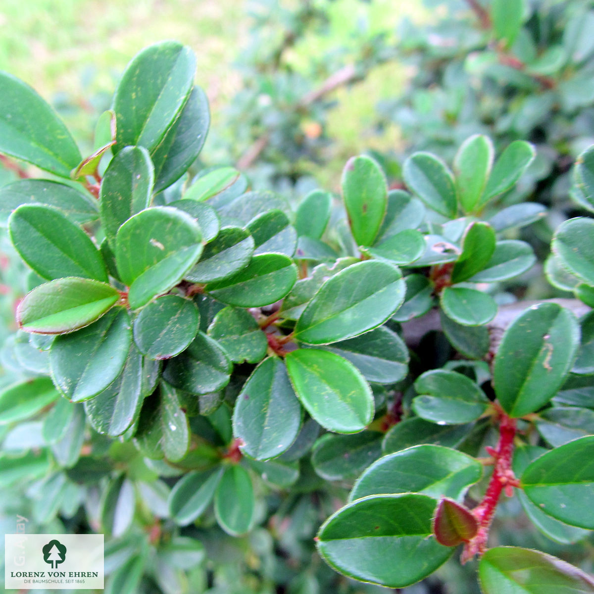 Cotoneaster dammeri 'Eichholz'