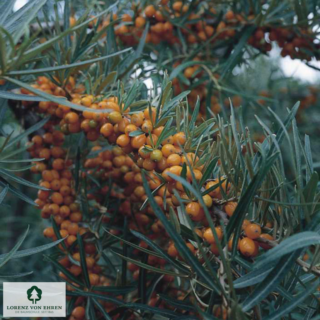 Hippophae rhamnoides 'Frugana'