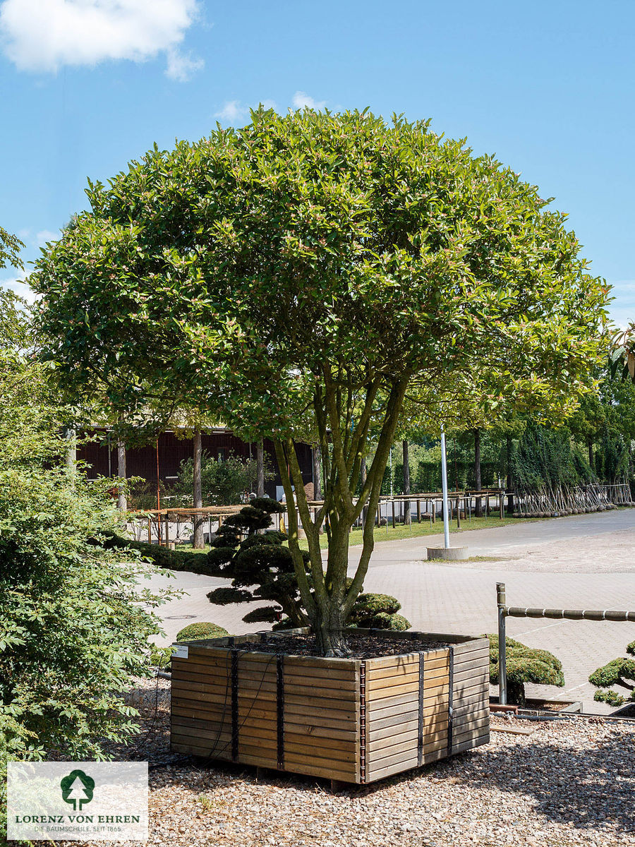 Crataegus lavallei 'Carrierei'