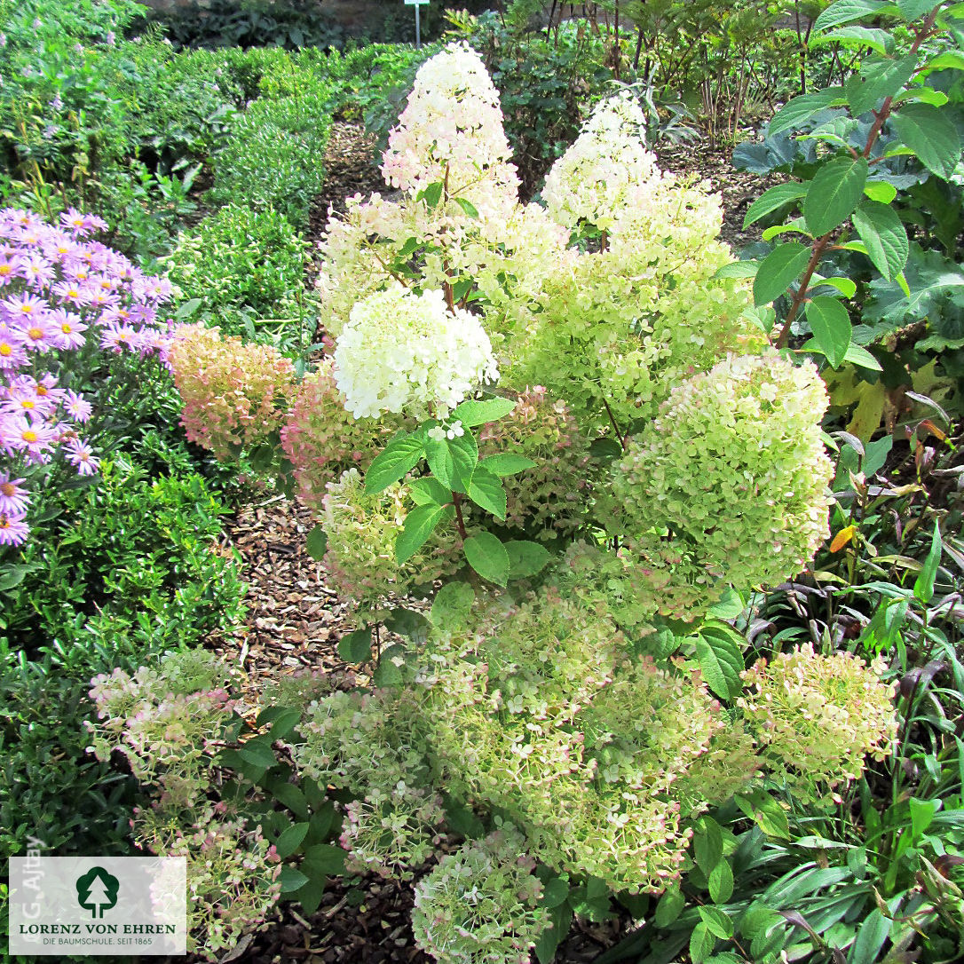 Hydrangea paniculata 'Bobo'