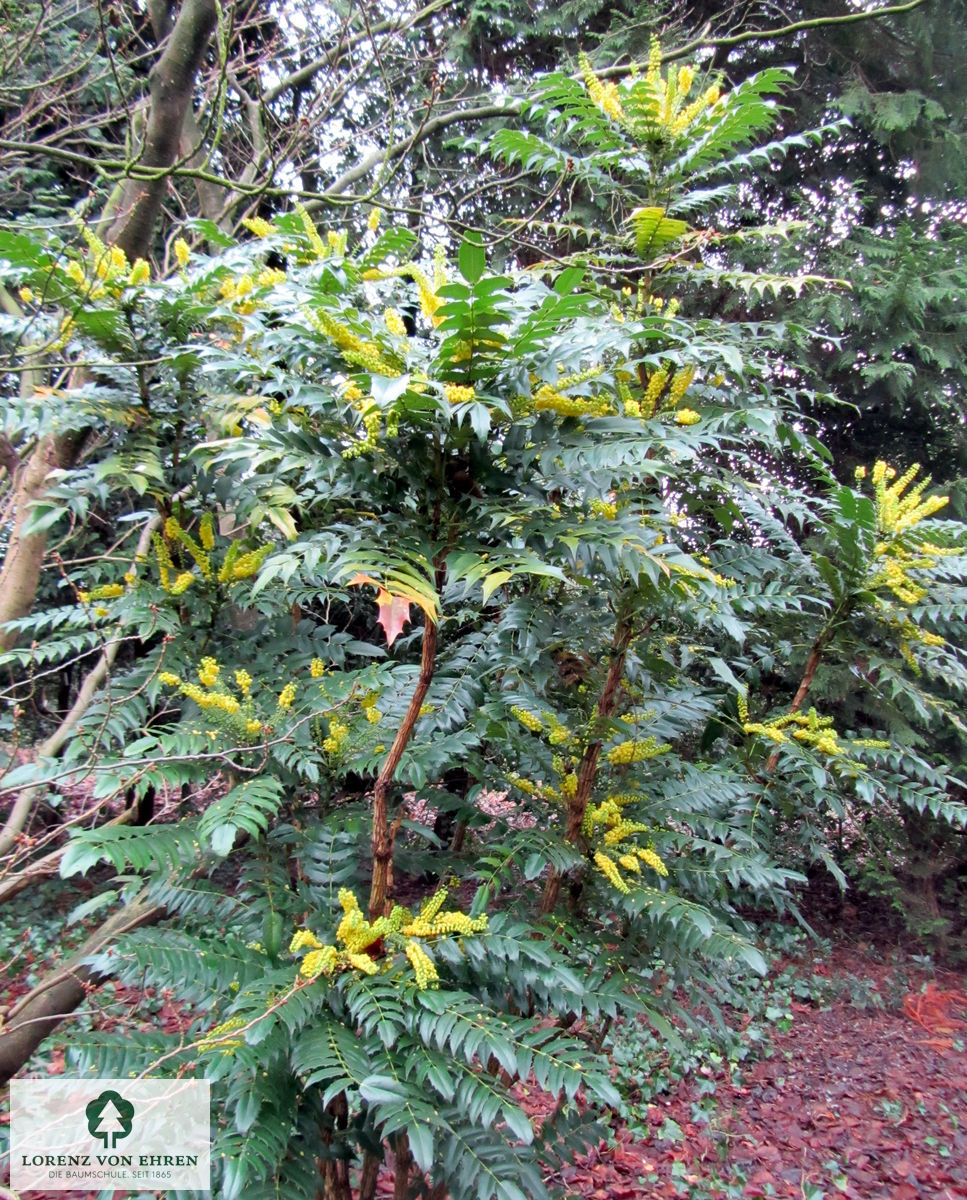 Mahonia media 'Winter Sun'