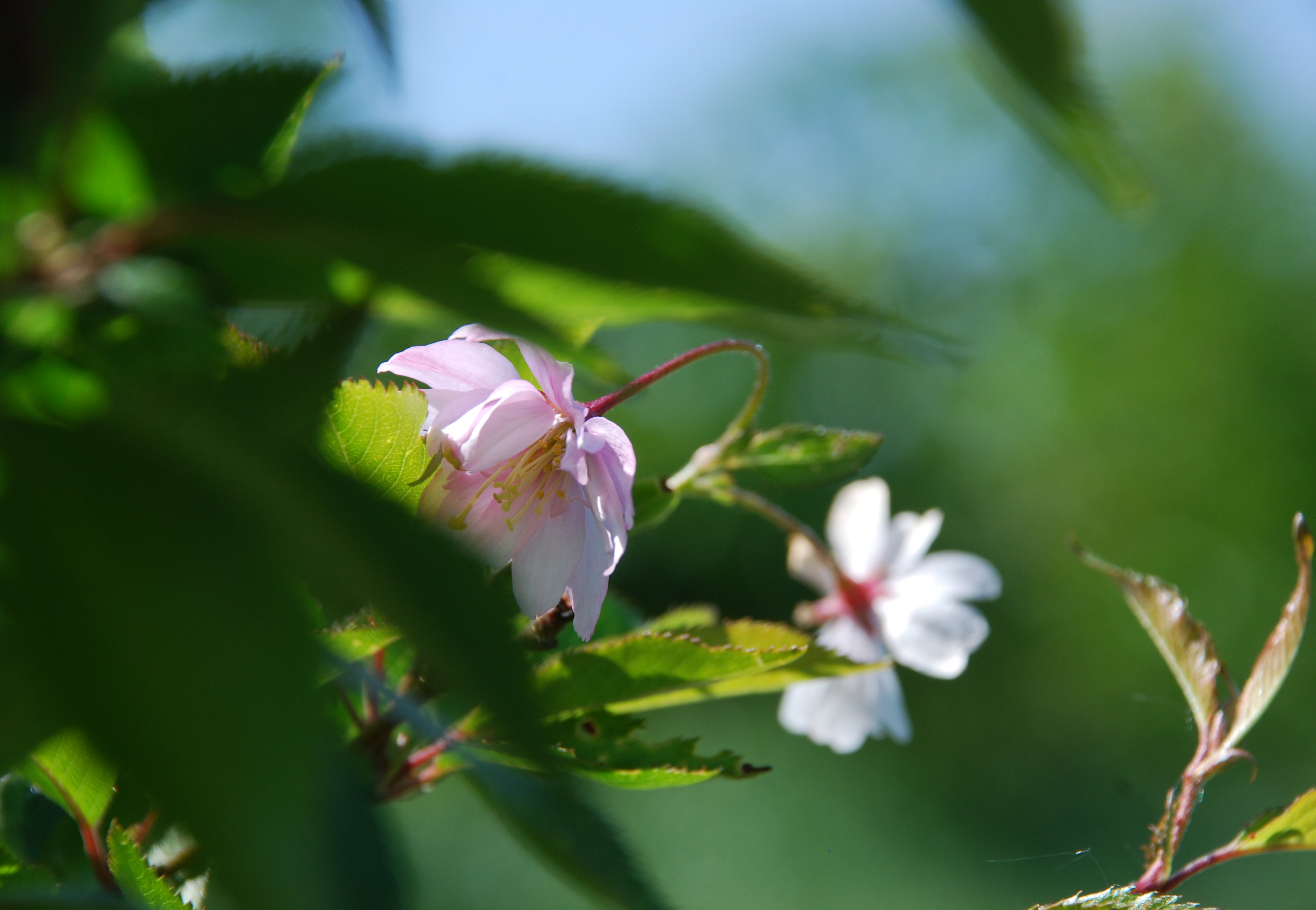 Zarte Blüten der Rosa Frühlings-Kirsche
