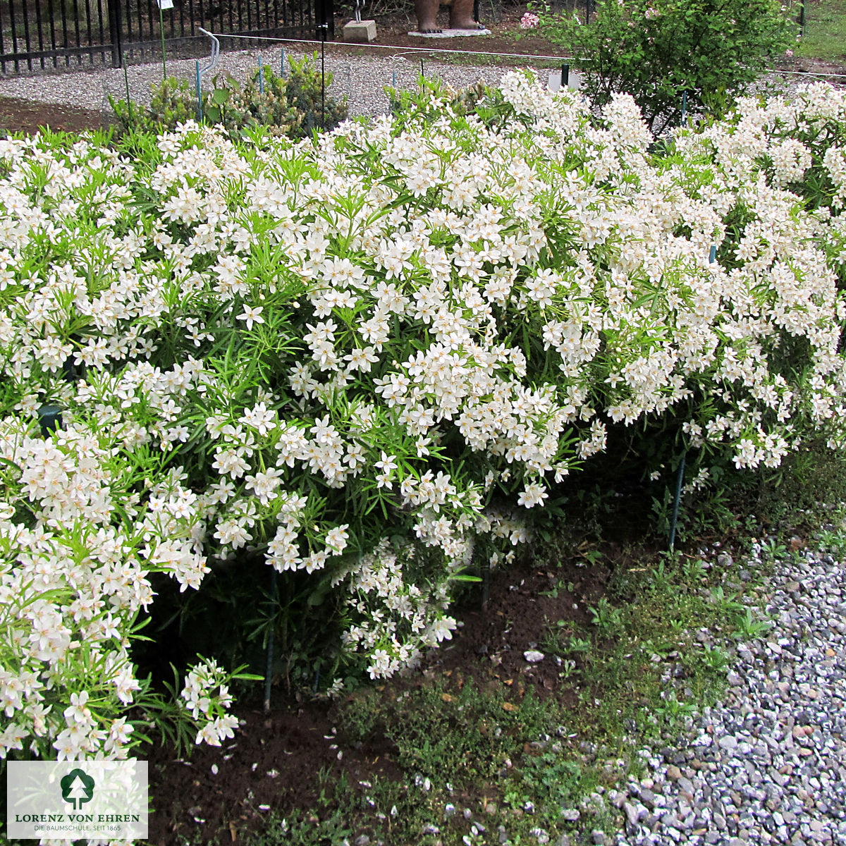 Choisya ternata 'Aztec Pearl'