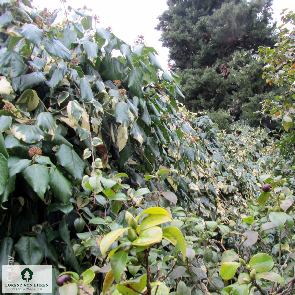 Hedera colchica 'Dentata Variegata'