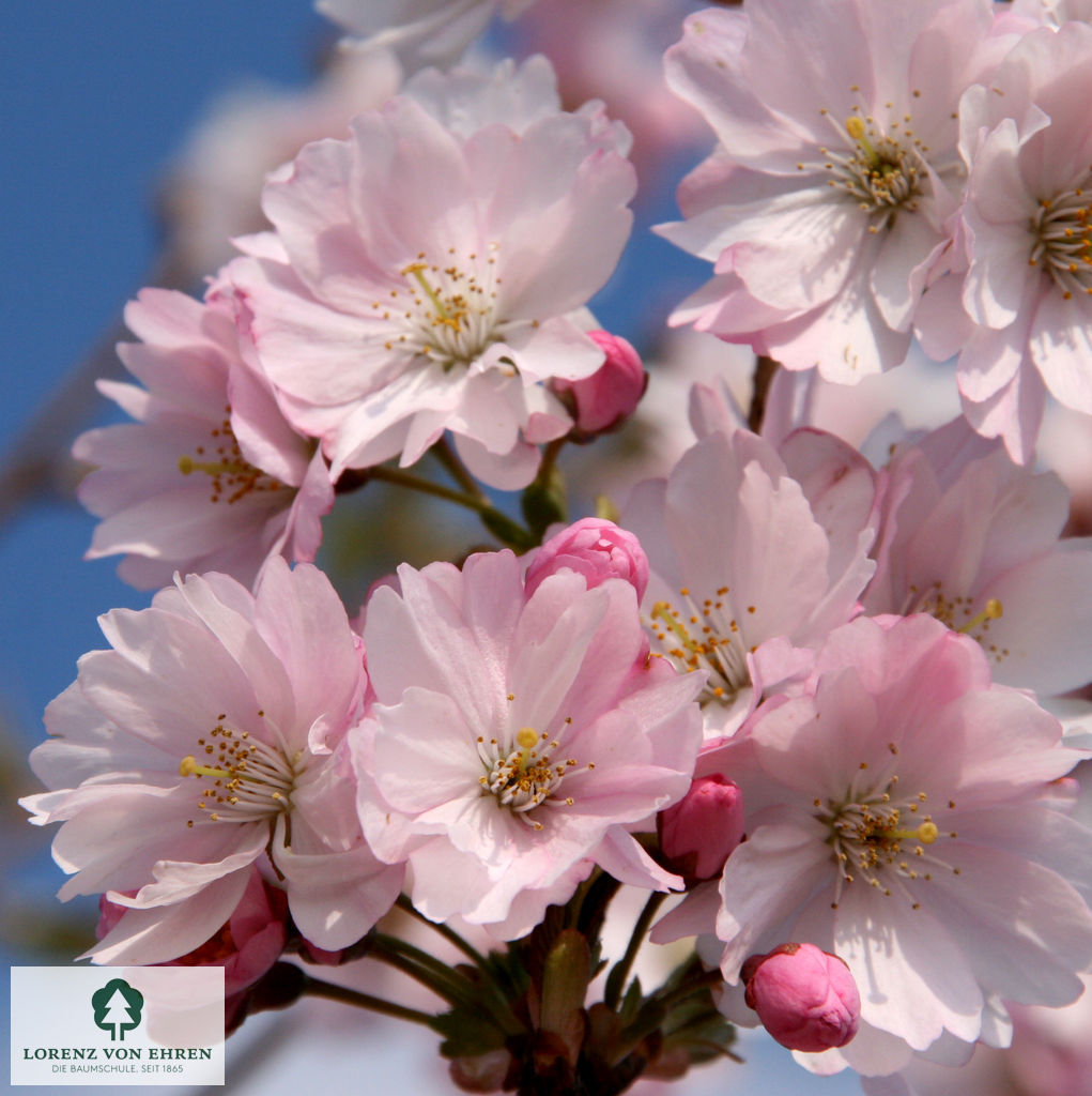 Prunus 'Accolade'