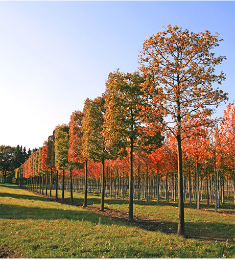 Herbstgefärbte Kasten-Eichen stehen in einer Reihe