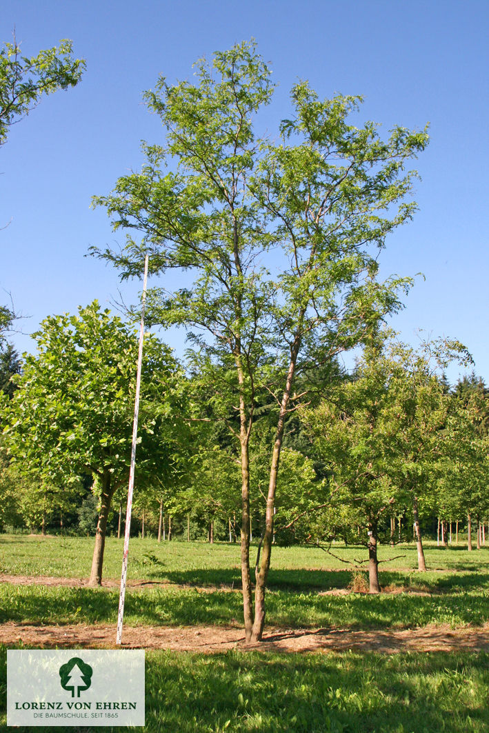 Gleditsia triacanthos 'Skyline'