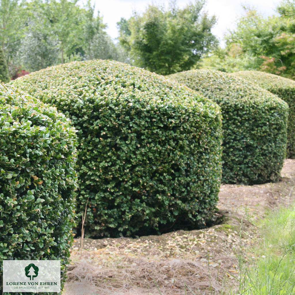 Buxus sempervirens arborescens  Kegelzylinder