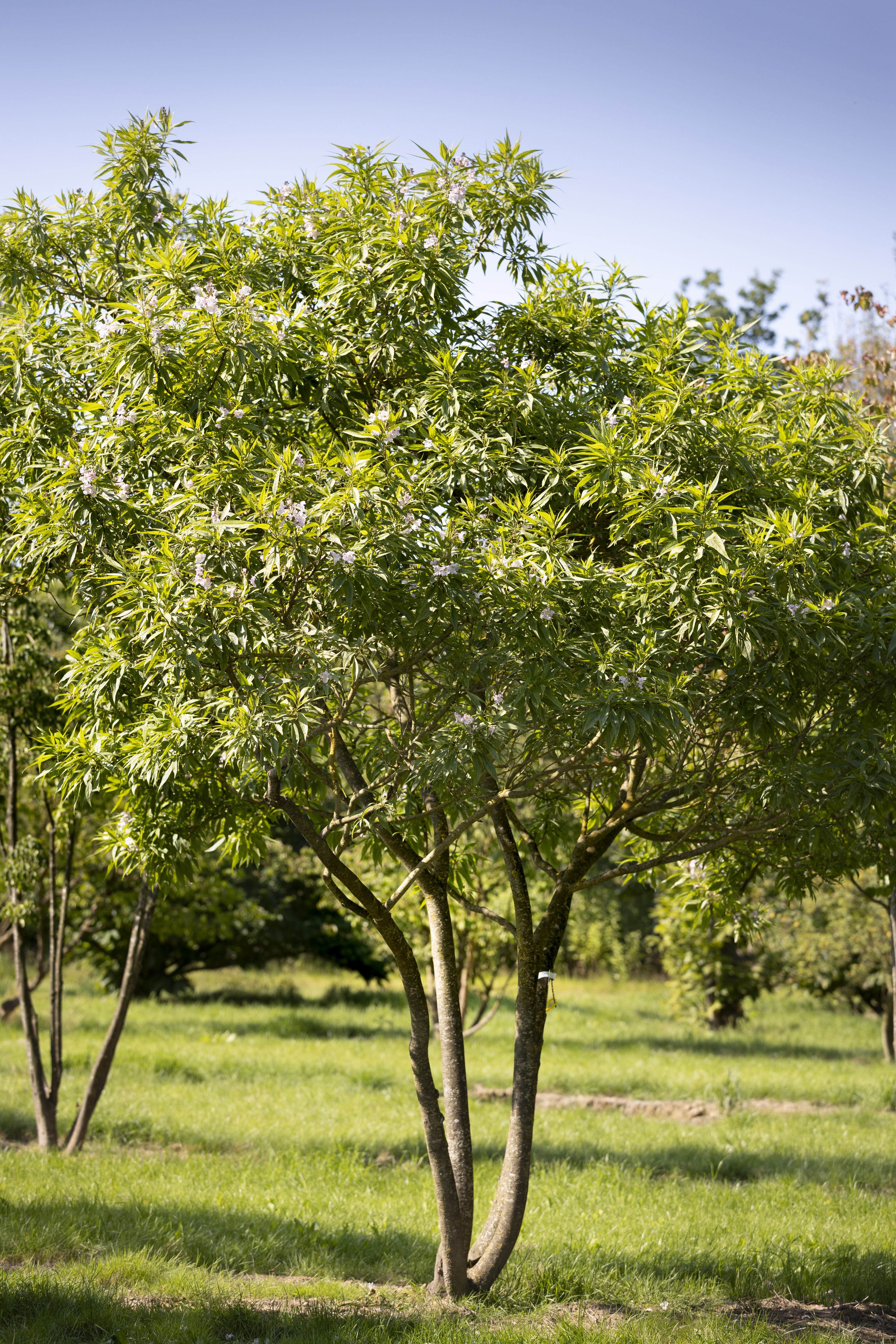 Chitalpa tashkentensis Unikat