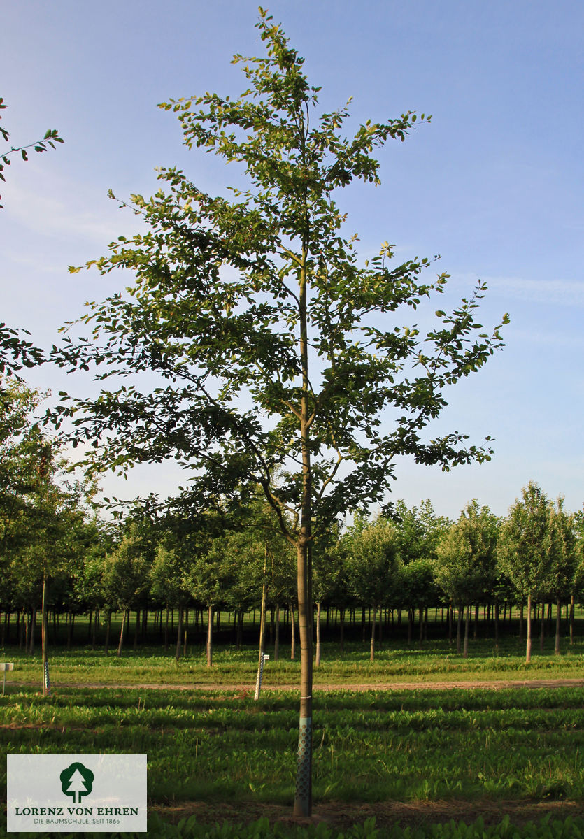 Amelanchier laevis