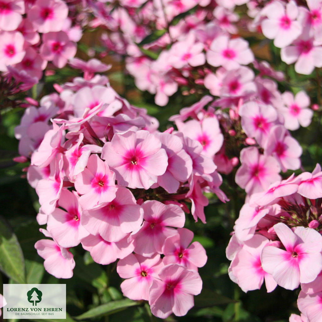 Phlox Paniculata-Hybriden 'Bright Eyes'