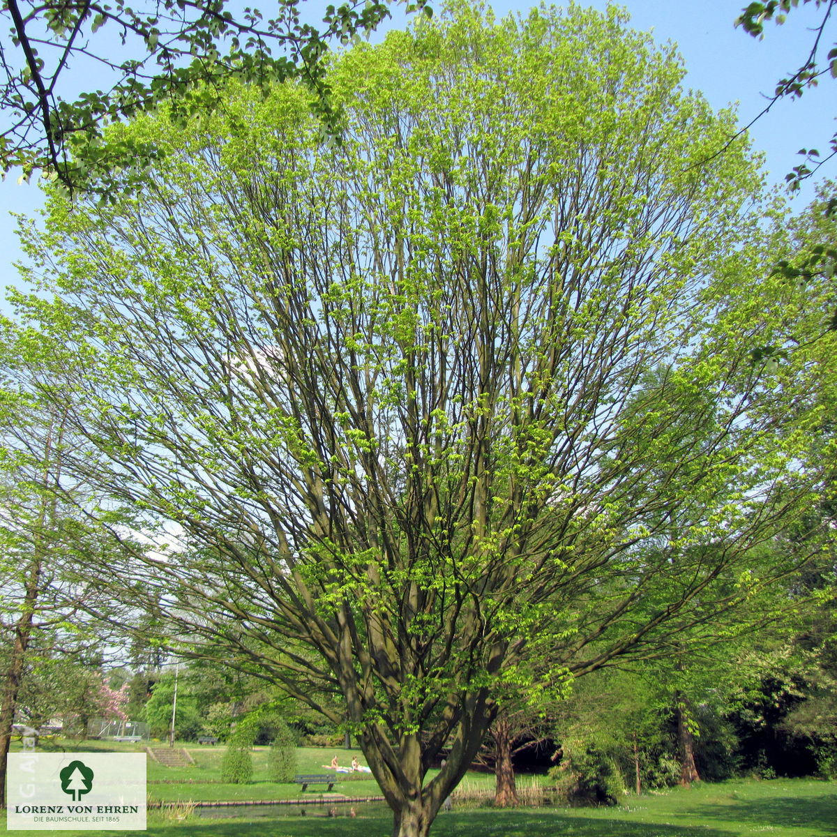 Carpinus betulus 'Quercifolia'