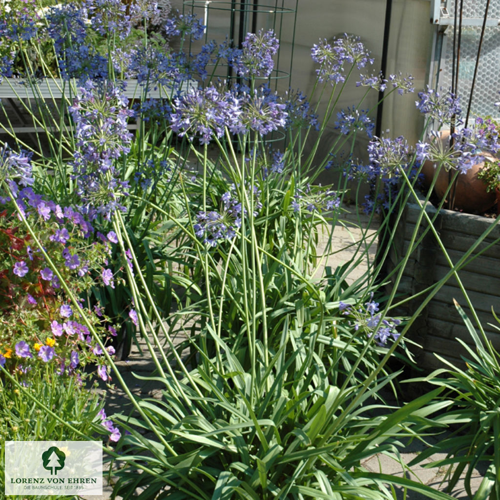 Agapanthus umbellatus ovatus