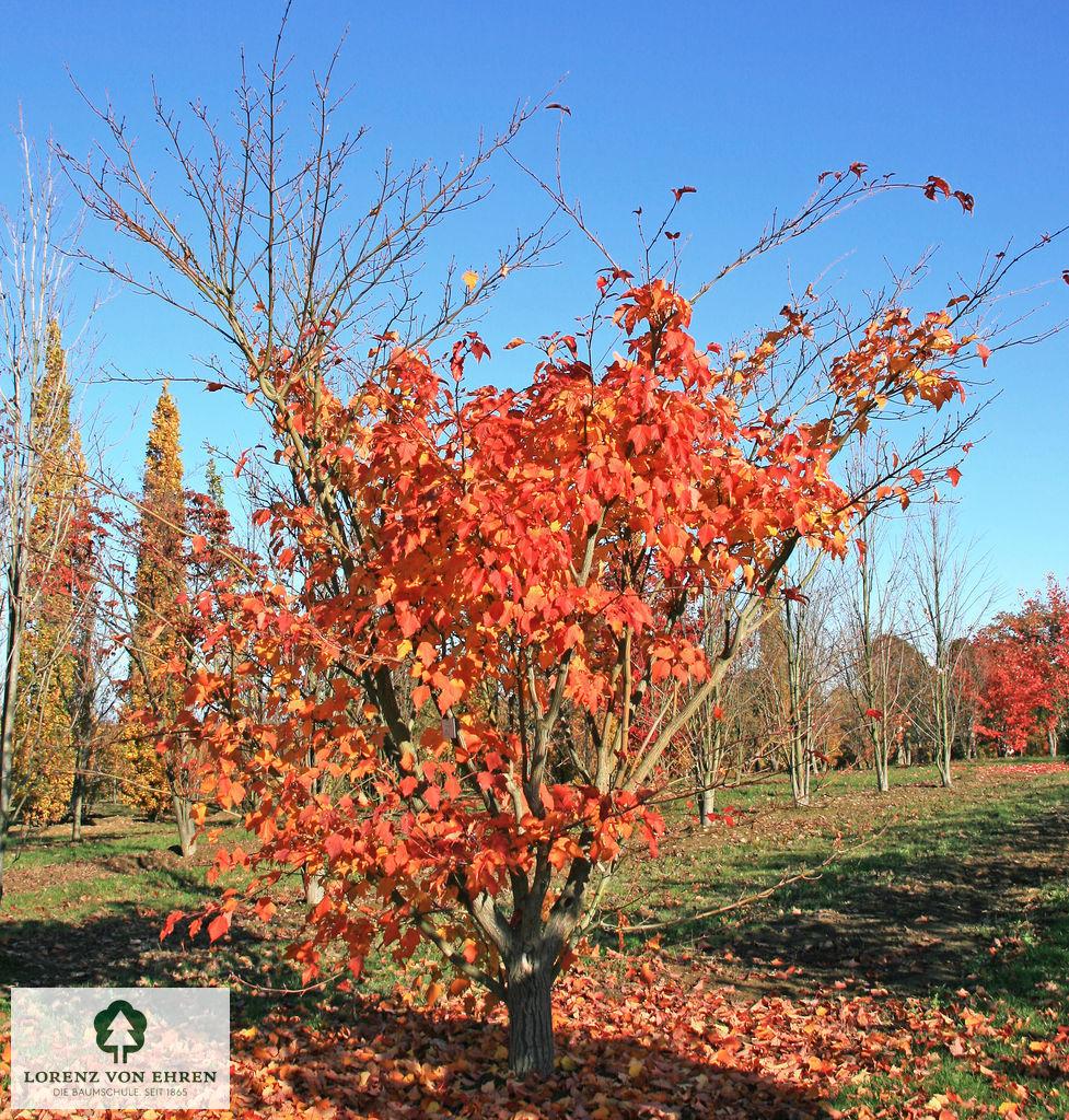 Acer capillipes