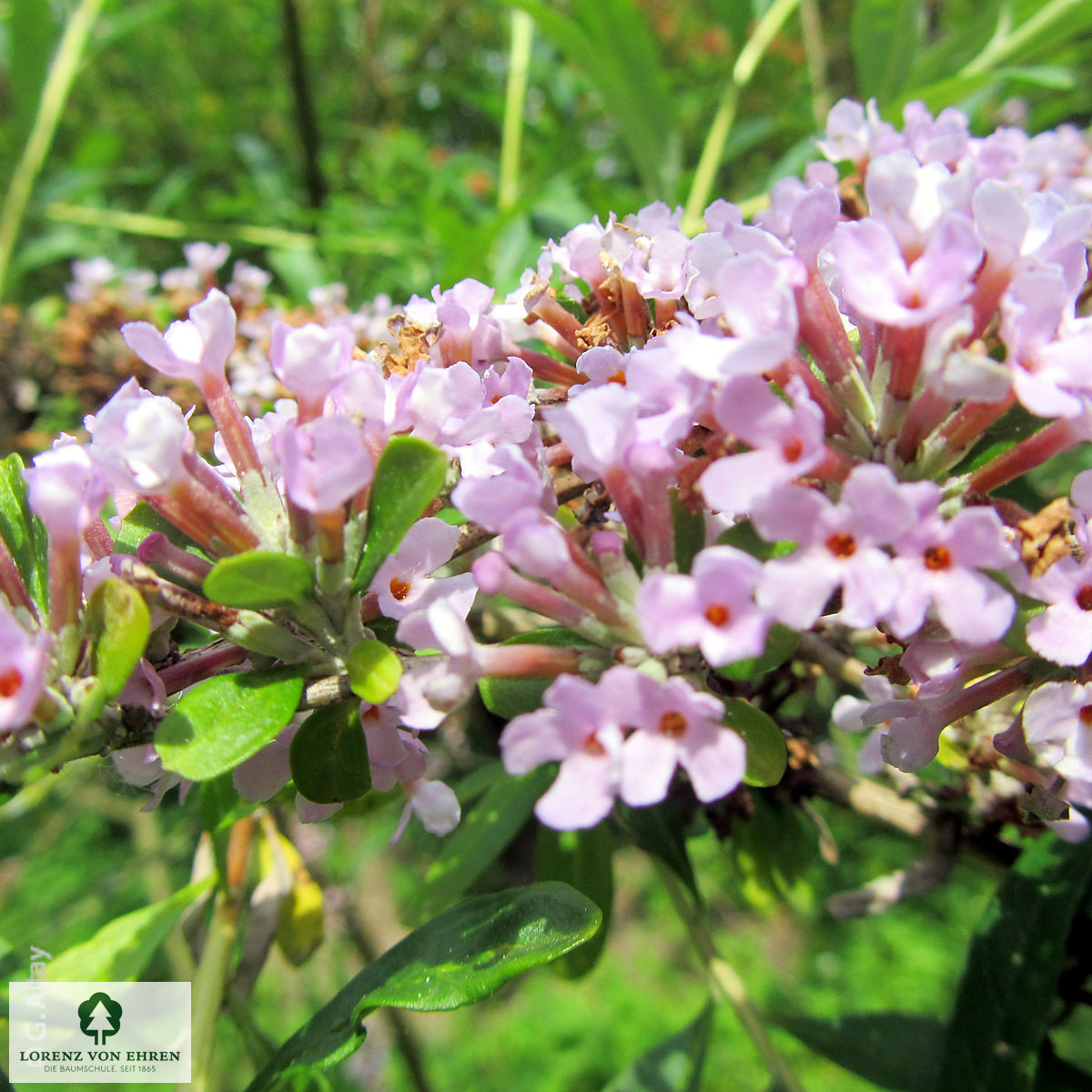 Buddleja alternifolia