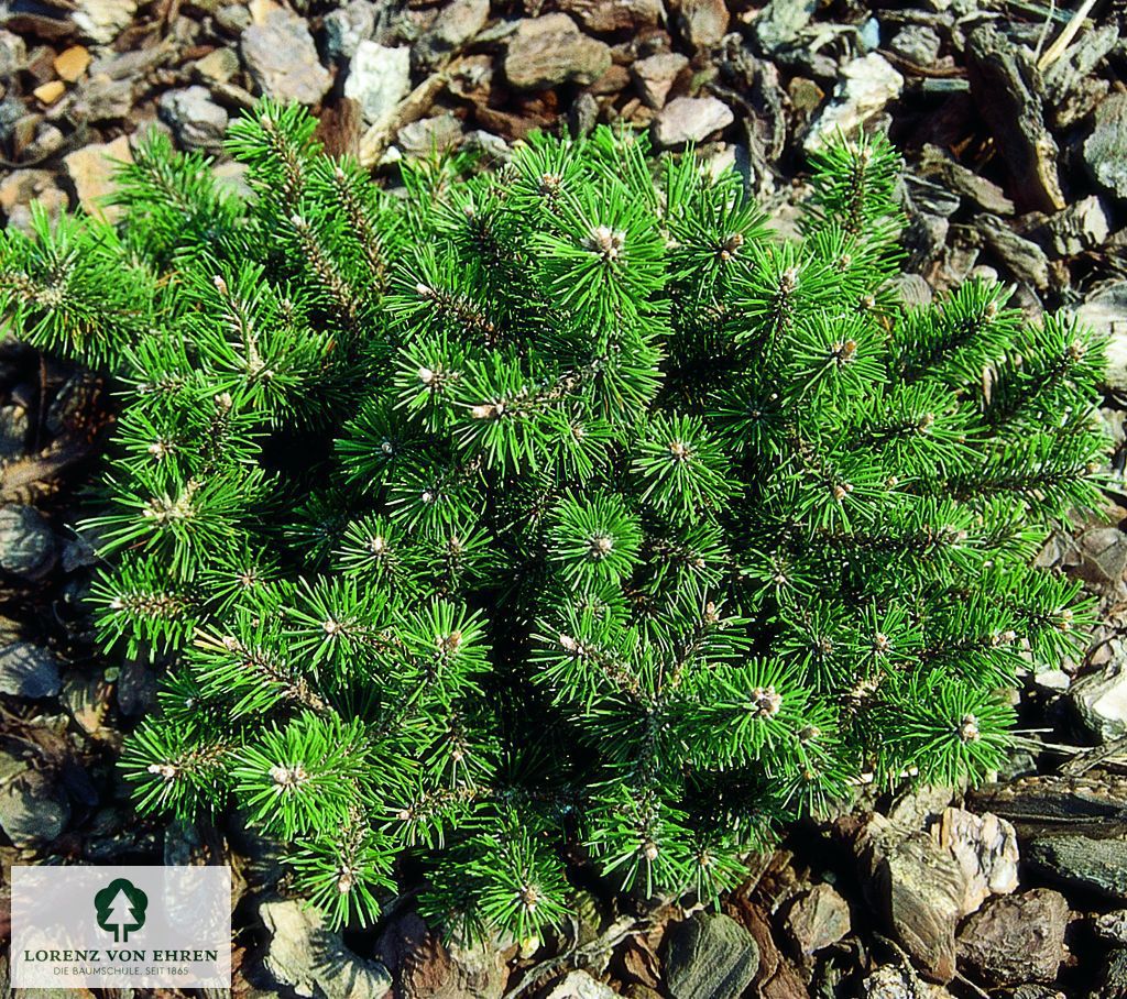 Pinus mugo 'Humpy'