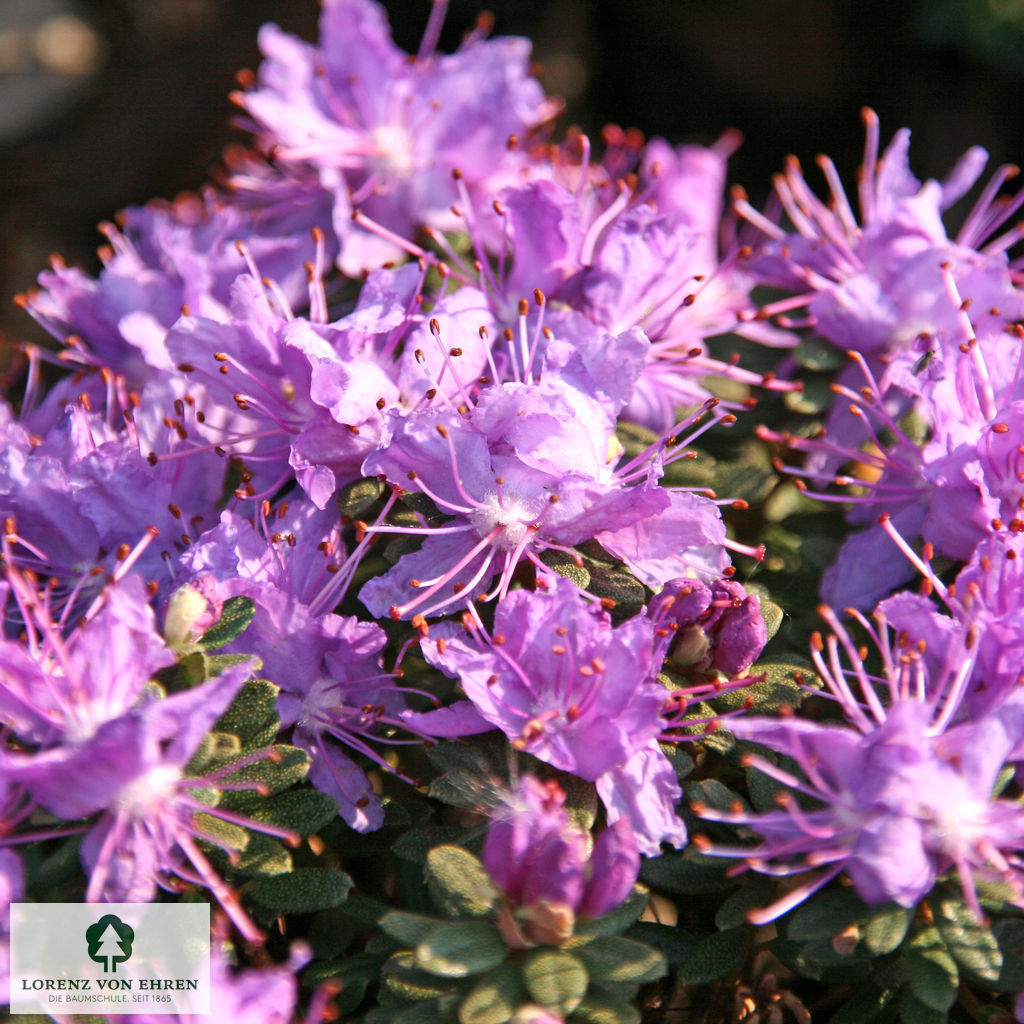 Rhododendron impeditum 'Luisella'