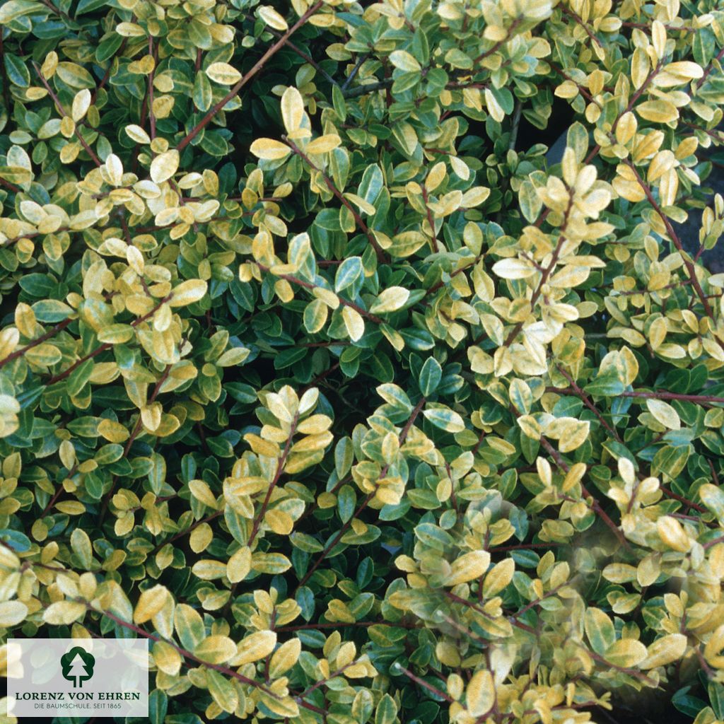 Ilex crenata 'Golden Gem'