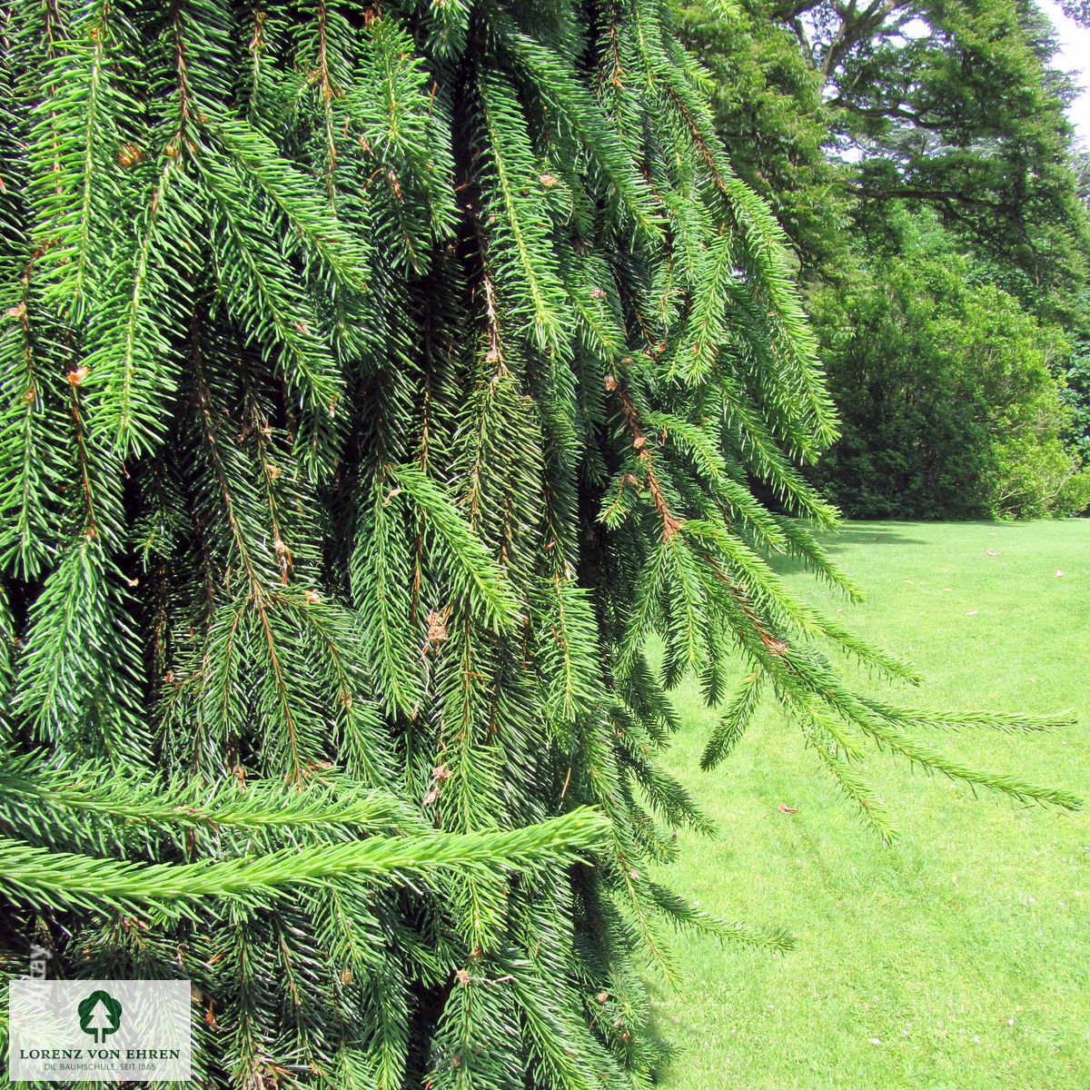 Picea abies 'Inversa'