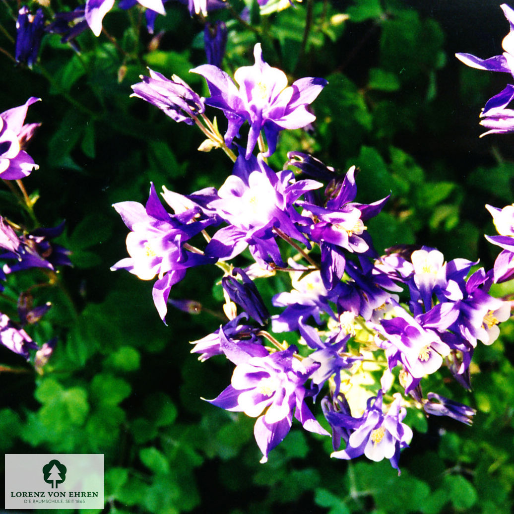 Aquilegia 'Blaue Töne'