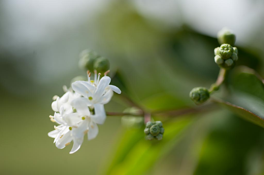 Heptacodium miconioides ist ein echter Hingucker in jedem Garten. Der Baum ist nicht nur im Spätsommer und Frühherbst mit seiner Blütenpracht ein Highlight, sondern auch im Sommer mit seinem dichten Laub. Heptacodium miconioides ist ein pflegeleichter Bau