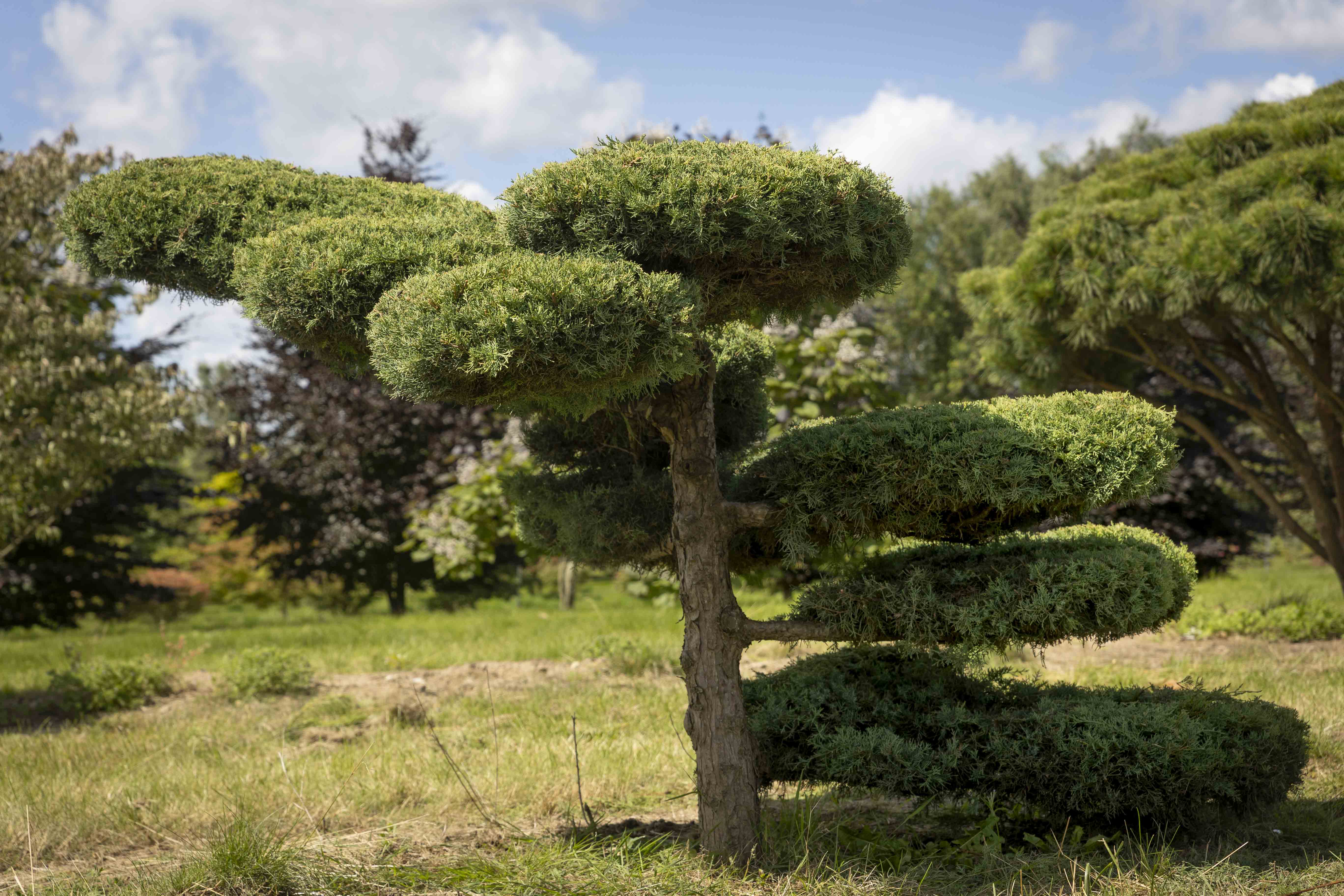 Juniperus media 'Pfitzeriana Glauca' Bonsai