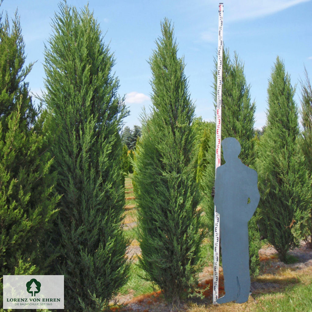 Juniperus scopulorum 'Skyrocket'