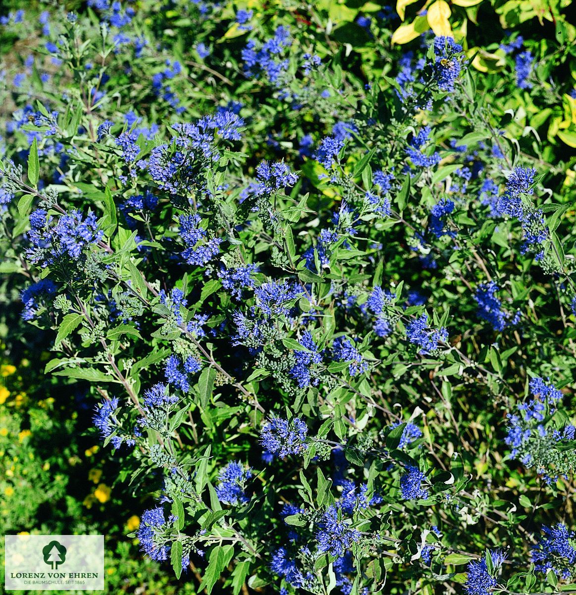 Caryopteris clandonensis 'Arthur Simmonds'