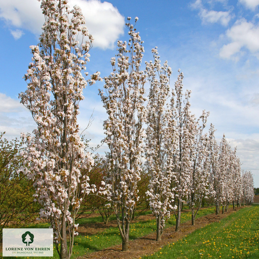 Prunus serrulata 'Amanogawa'