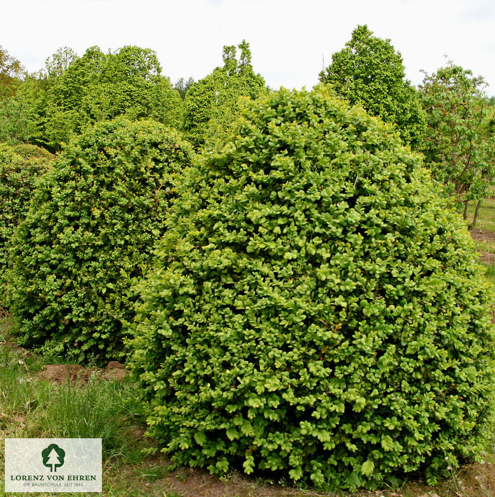 Buxus sempervirens 'Bullata'